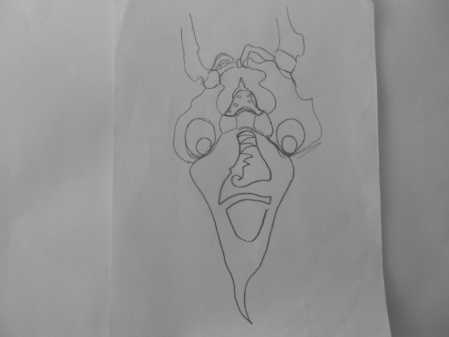 Dibujo